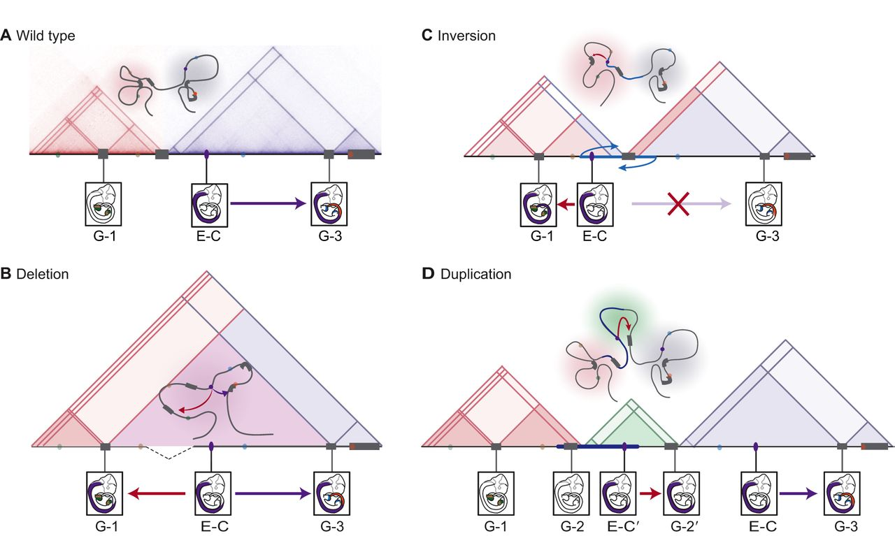 Structural variants can affect TAD structure and enhancer-promoter interactions. Structural variants can induce ectopic increase or loss of gene expression leading to disease. Here, topologically associating domains (TADs) are represented by shaded triangles, genes by gray blocks, and enhancers by colored ovals. Gene expression patterns are driven by enhancers in E10.5 mouse embryos are shown. A representative chromatin configuration is shown above the TADs. (A) In the wild-type chromatin conformation, Enhancer C (E-C) controls Gene 3 (G-3) in the neural tube. (B) The deletion of a TAD boundary element leads to ectopic contact between Enhancer C (E-C) and gene 1 (G-1) (red arrow), which results in the ectopic expression of Gene 1 in the neural tube. (C) In the case of a rearrangement through an inversion (blue arrows) or translocation that leads to the repositioning of functional elements, Enhancer C (E-C) from a neighboring TAD is free to activate Gene 1 (G-1), resulting in the ectopic expression of Gene 1 in the neural tube. The inversion also leaves Enhancer C insulated from its native target Gene 3 (G-3) by a boundary, resulting in the loss of Gene 3 expression in the neural tube. (D) The duplication of a region allows a new chromatin domain (a neo-TAD; green triangle) to form that contains regulatory region(s) and gene(s), which produce new expression patterns. Here, the duplicated Enhancer C′ (E-C′) and Gene 2′ (G-2′), which both locate to the insulated neo-TAD, produce the ectopic expression of Gene 2′ in the neural tube. Figure and figure caption adapted from (Andrey and Mundlos 2017).