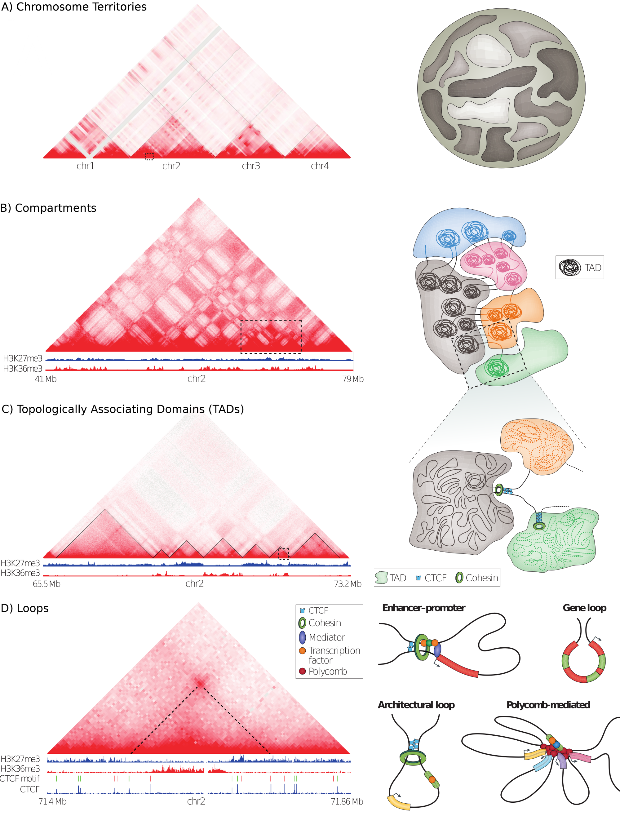 Hierarchical organization of three-dimensional chromatin architecture. The left side shows a high-resolution Hi-C interaction map as a heat-map. The color intensity represents the interaction frequencies of orthogonally associated loci. The right side shows models of the individual genome structures. (A) Interactions occur mostly between loci on the same chromosome, indicating chromosome territories. (B) Alternating patterns of interaction clusters show the association of chromatin into A/B compartments. (C) TADs appear as triangles with enrichment for intra-TAD interactions. Borders of TADs insulate interactions between neighboring domains. (D) Peaks in the Hi-C heat-map indicate pair-wise chromatin looping interactions of the associated loci. Several types of loops are shown on the right side. Figure adapted from (Bonev and Cavalli 2016).