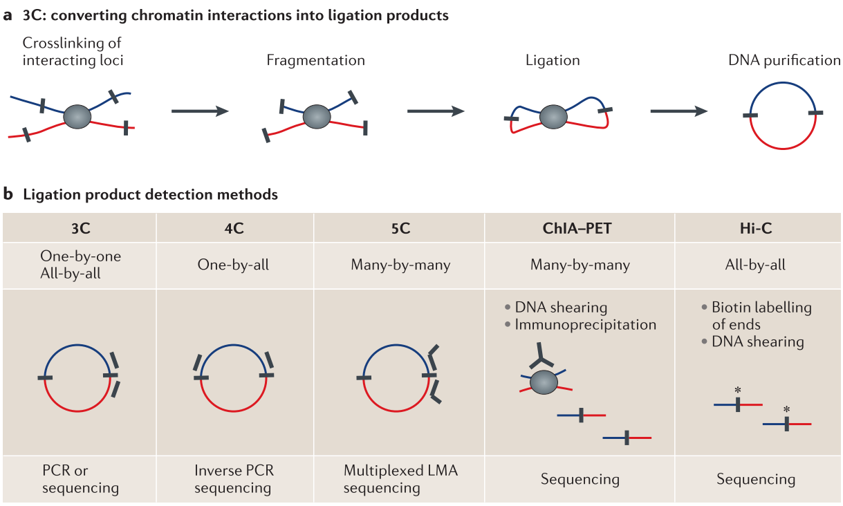 Proximity ligation technologies to measure chromatin interactions. (A) By treating cells with formaldehyde chromatin is crosslinked. After fragmentation with restriction enzymes, DNA from two loci in close physical proximity in the nucleus is ligated to a hybrid DNA molecule that is then made from DNA that originated from two regions distal in the linear genome (indicated in red and blue). (B) Different variants of the 3C experiments differ in their approaches to measure the ligation products or subsets of it, in order to quantify chromatin interactions. Figure adapted from (Dekker et al. 2013).