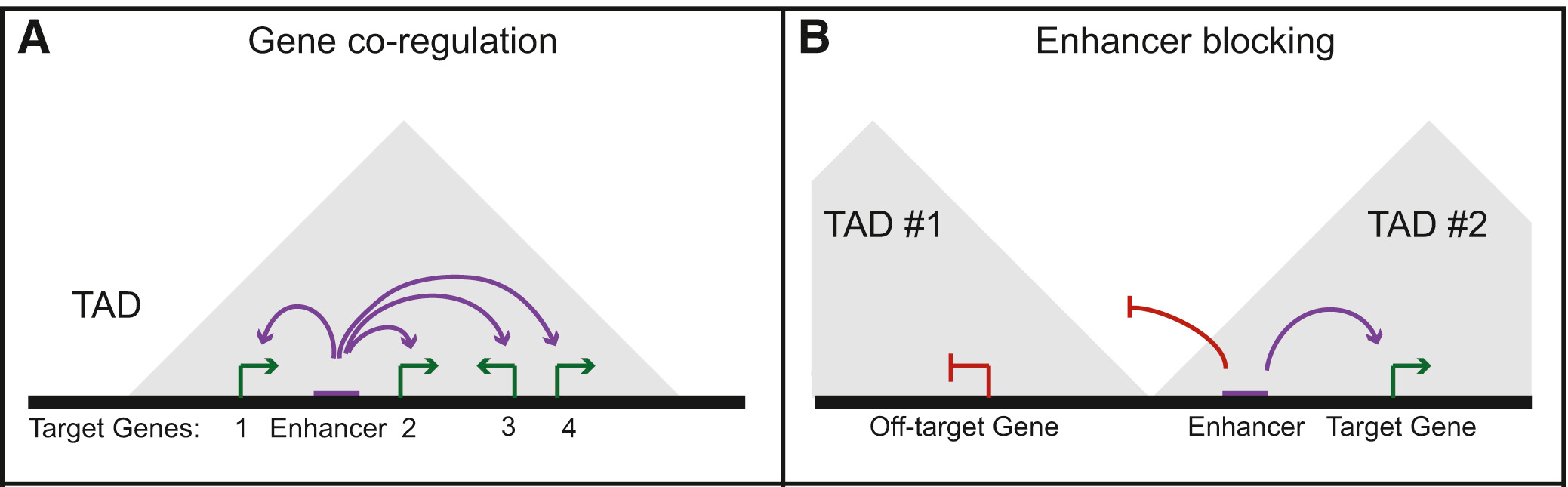 Co-regulation by shared enhancers in TADs. (A) Example diagram showing the co-regulation of multiple genes by a single regulatory element within a TAD. (B) Diagram of the potential for TAD boundaries to serve an enhancer blocking role that restricts enhancers to target genes within the same TAD. Figure adapted from (Dixon et al. 2016).