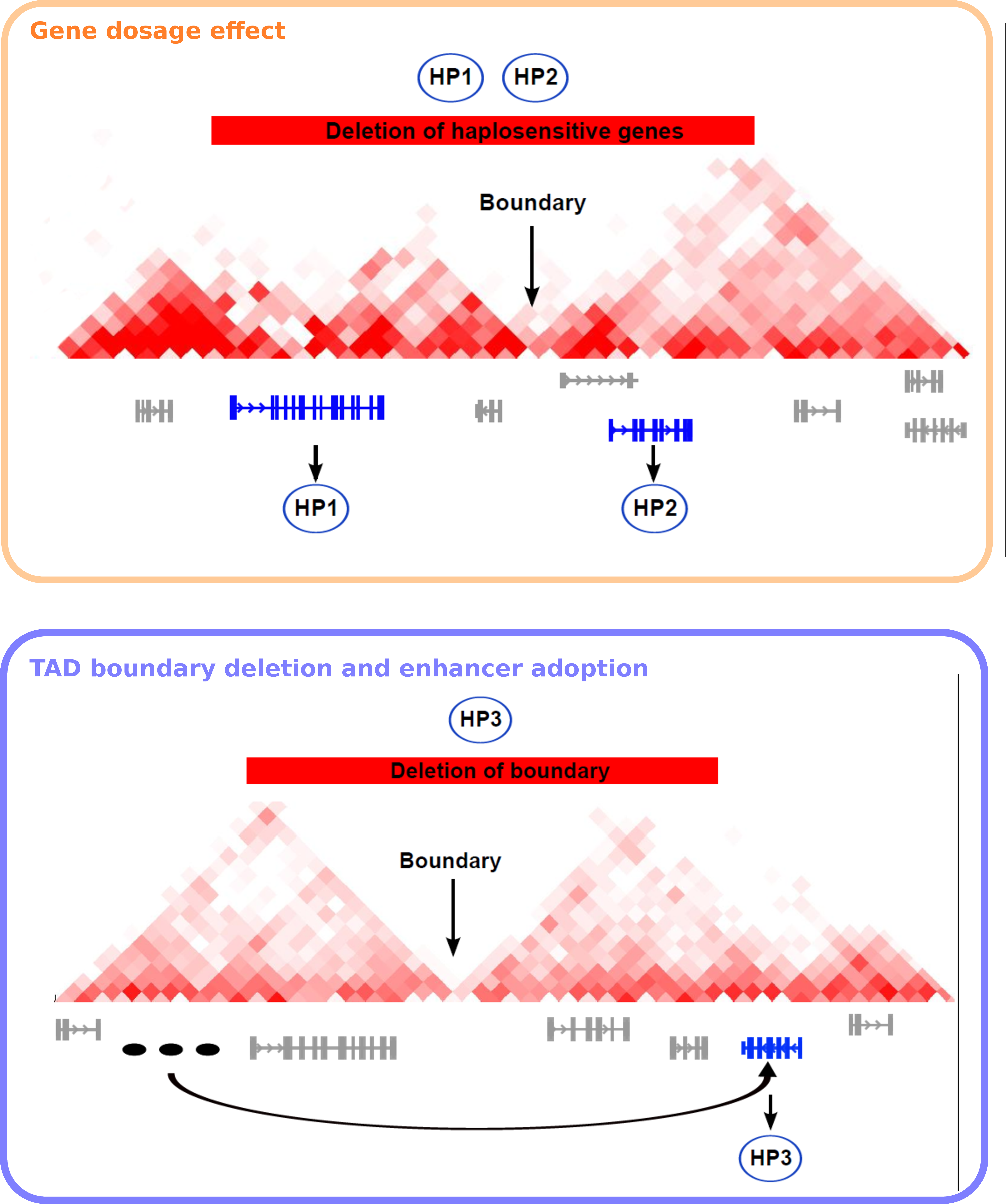 Models of pathomechanisms by chromosomal deletions involving TAD disruption In each panel, an exemplary deletion is shown as a red bar, a TDB is indicated with a black arrow, and genes associated with the phenotypes of the CNV patient are shown in blue, other genes in gray. Phenotypic abnormalities are represented as exemplary HPO terms (HP1, HP2, and HP3). Three tissue-specific enhancers are shown in (B) as black ovals. (A) Gene-dosage effect. A deletion leads to a reduction in the dosage of haplosensitive genes located within the CNV. The individual with the deletion has two phenotypic abnormalities (HP1, HP2) resulting from deletion of two haplosensitive genes. A Mendelian disease related to mutations in the first gene is associated with HP1, and a Mendelian disease related to mutations in the second gene is associated with HP2. (B) TAD boundary deletion and enhancer adoption. Removal of the topological domain boundary allows the tissue-specific enhancer inappropriately to activate a phenotypically relevant gene located adjacent to the deletion, a phenomenon that we refer to as enhancer adoption. In this case, the individual with the deletion has a phenotypic abnormality (HP3) that is also seen in individuals with a Mendelian disease related to a mutation in the gene adjacent to the deletion. Figure adapted from (Ibn-Salem et al. 2014).