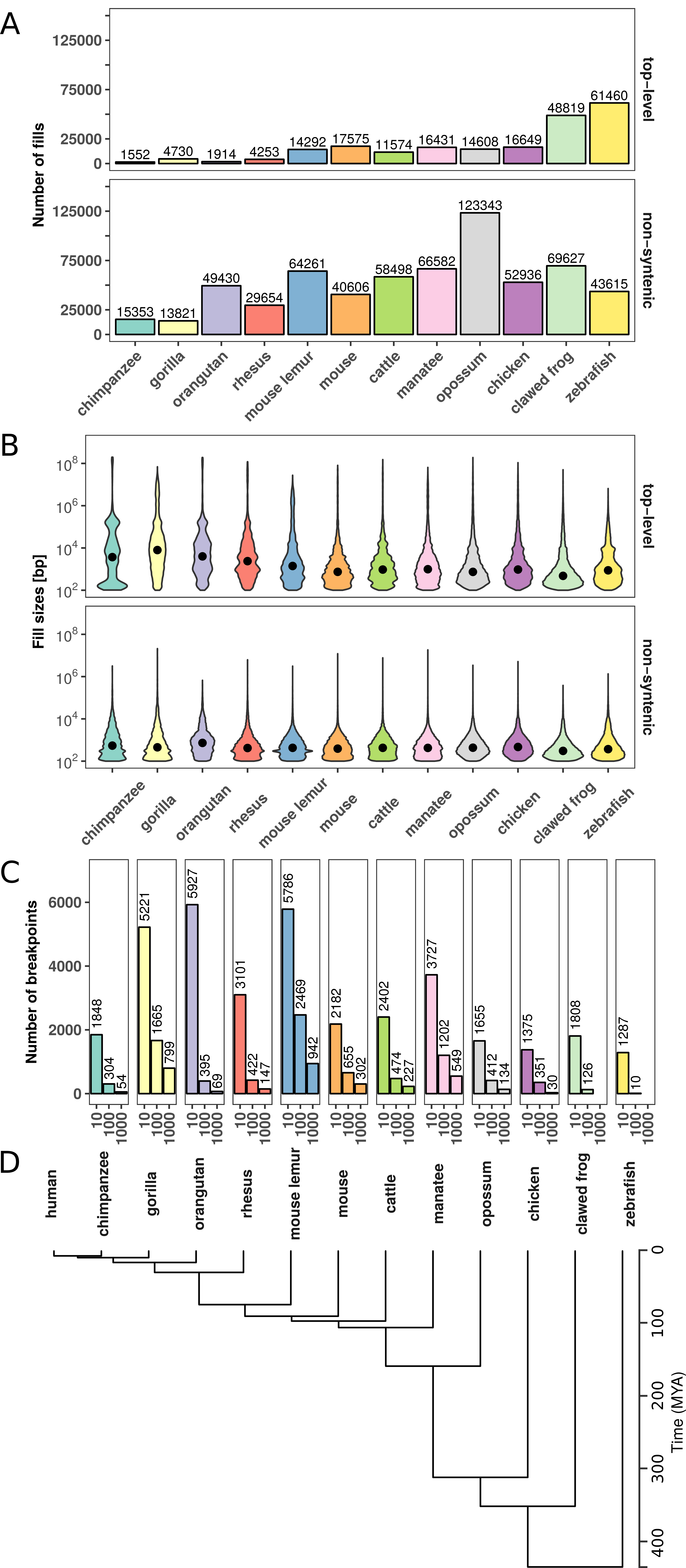 Number and size distributions of fill sizes of whole-genome alignments between human and 12 other species. (A) Number of syntenic alignment blocks (fills) between human (hg38) and 12 other species. Top-level fills are the largest and highest scoring chains and occur at the top level in the hierarchy in net files (top panel). Non-syn fills map to different chromosomes as their parent fills in the net files (bottom panel). (B) Size distribution of top-level (top panel) and non-syntenic (bottom panel) fills as violin plot. (C) Number of identified rearrangement breakpoints between human and 12 other species. Breakpoints are borders of top-level or non-syn fills that are larger or equal than a given size threshold (x-axis). (D) Phylogenetic tree with estimated divergence times according to http://timetree.org/.