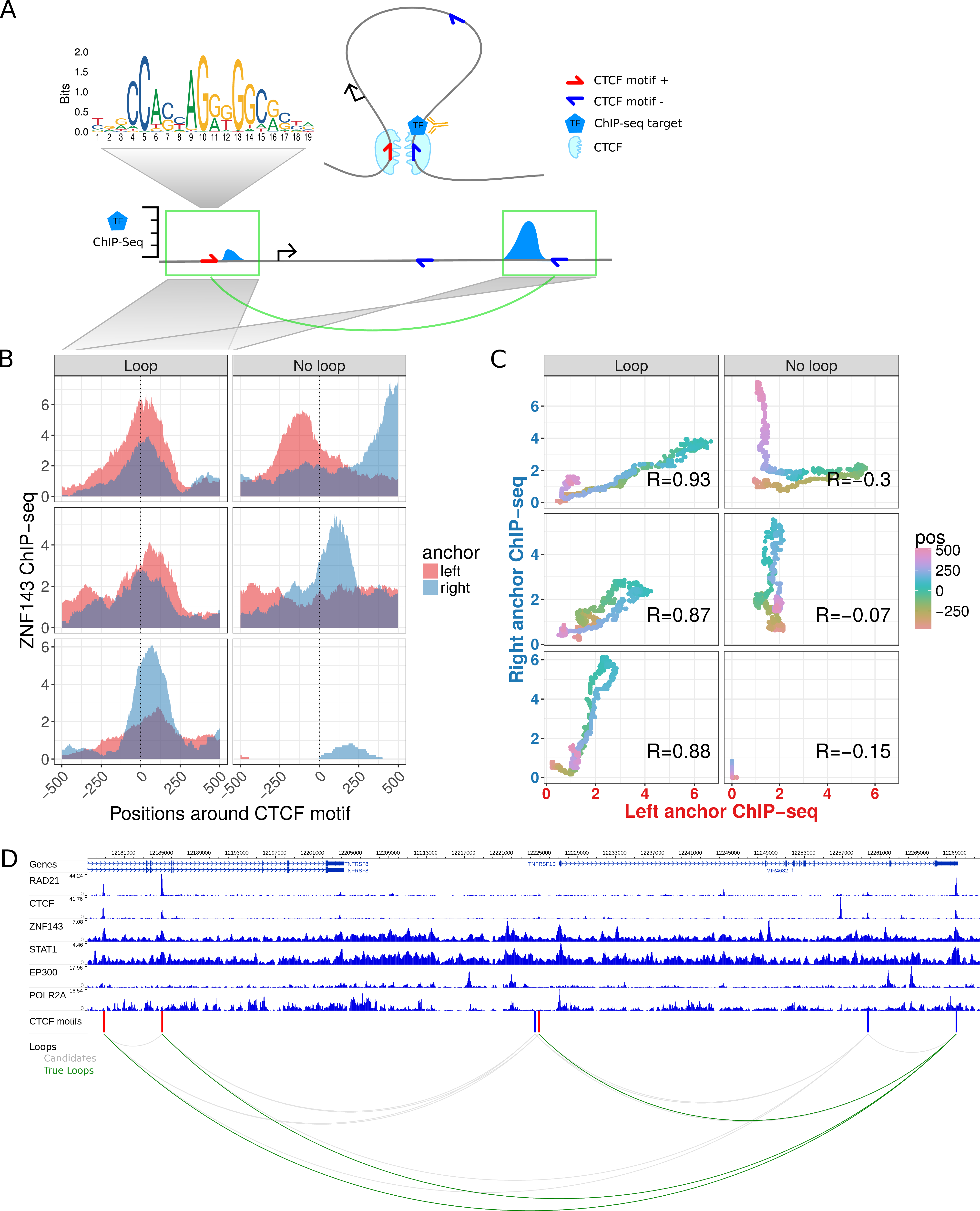 Chromatin looping interactions result in ChIP-seq coverage signals at direct and indirect bound loop anchors. (A) Schematic illustration of a chromatin loop with CTCF motifs at the loop anchors (top right). A TF binds directly at the right loop anchor close to the CTCF motif. This results in a ChIP-seq coverage peak at the directly bound locus (bottom right) and in a minor signal at the other loop anchor (bottom left), both at the same distance to each CTCF motif. (B) Znf143 ChIP-seq coverage at six selected example CTCF motif pairs of which the ones in the left panel interact via loops according to Hi-C and ChIA-PET data and the ones in the right panel do not interact. The ChIP-seq coverage signal for each loci pair is shown in red for the left anchor region and in blue for the right anchor region, according to the distance to the CTCF motif (x-axis). Interacting CTCF motif pairs show more similar ChIP-seq coverage signals, which are often enriched at similar distances to the CTCF motif pairs, while the profiles of non-interacting pairs are less similar. (C) The similarity of ChIP-seq profiles by correlation of the ChIP-seq coverage signals of the selected motif pairs in (B). For each pair, the coverage at the right anchor is plotted versus the coverage at the left anchor at the same distance (color coded) from each CTCF motif. The Pearson correlation coefficient (R) of the dots is higher for interacting loci pairs. (D) Example loci on chromosome 1 shown in the genome-browser with six ChIP-seq tracks. Red and blue bars indicate CTCF recognition motifs on the forward and reverse strand, respectively. The bottom panel shows CTCF motif pairs in gray (candidates) and actually interacting pairs in green, according to ChIA-PET and Hi-C data.