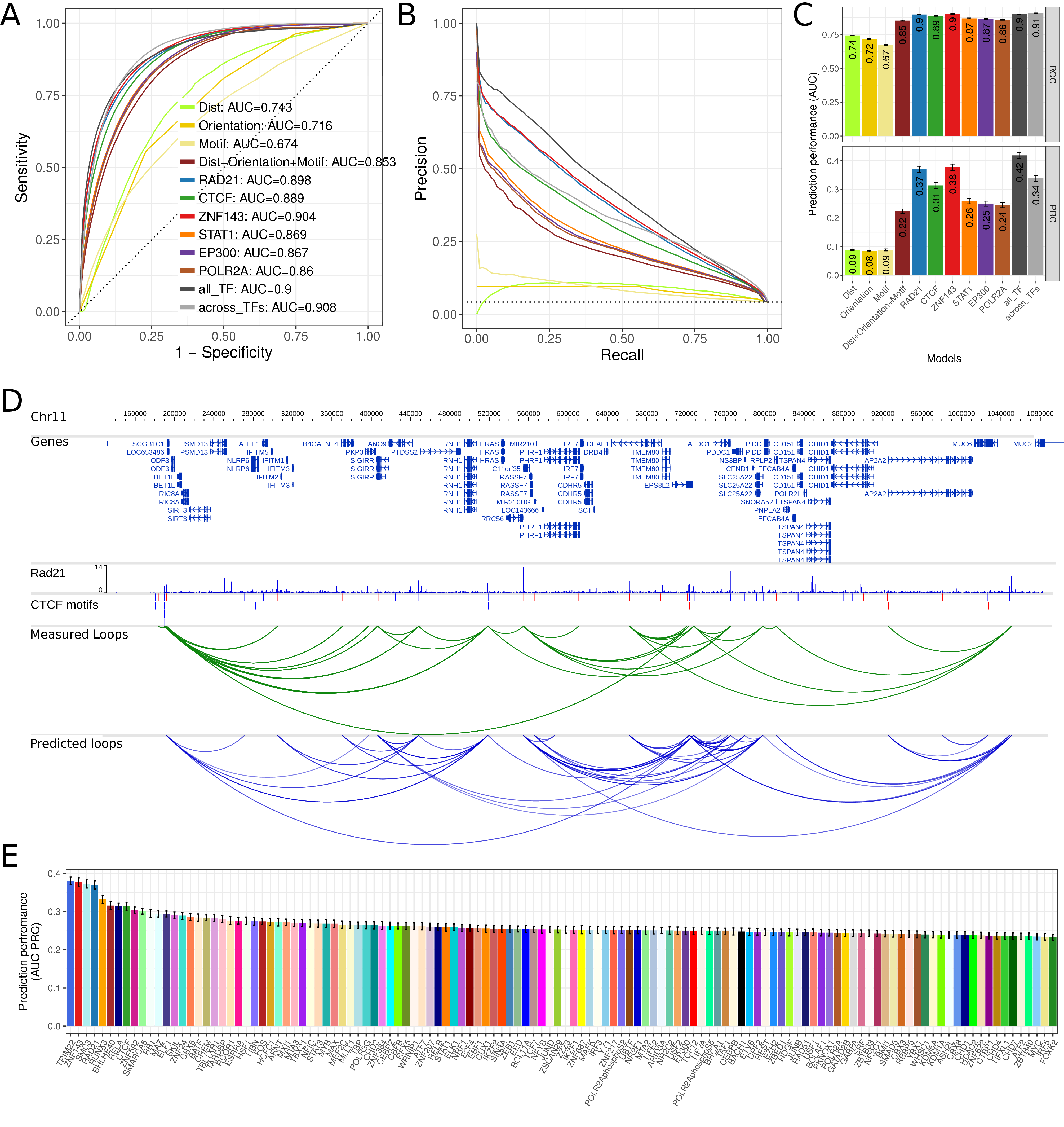 Prediction performance using cross-validation. (A) ROC plot for different models to predict chromatin looping interactions. The sensitivity (y-axis) is shown against the false discovery rate (1 – specificity, x-axis) for thresholds of the prediction score. Curves show averages of 10-fold cross-validation experiments. The models “Dist”, “Orientation”, and “Motif” contain only a single feature as indicated and all three genomic features are combined in the model “Dist+Orientation+Motif”. The models “RAD21”, CTCF”, “ZNF143”, “STAT1”, “EP300”, and “POLR2A”, contain the genomic features and the ChIP-seq correlation of the indicated factor. The model “all_TF” contains the genomic features and correlation of all indicated TFs. The model “across_TFs” contains the genomic features and a single correlation feature across the six ChIP-seq datasets as described in the main text. (B) PRC plot of precision against the recall for different prediction models. Color code as in (A). (C) Values of the area under the ROC (top) and PRC curves (bottom) as prediction performance. Error bars indicate standard deviation in 10-fold cross-validation experiments. (D) Example region on chromosome 11 in the genome browser showing: human genes, RAD21 ChIP-seq data in GM12878, CTCF motifs, CTCF motif pairs with that interact according to Hi-C or ChIA-PET data (green arcs) and predicted chromatin loops from RAD21 ChIPseq data using 7C (blue arcs). (E) Prediction performance of 7C as auPRC values for models with 124 TF ChIP-seq data sets from ENCODE. Error bars as in (C).