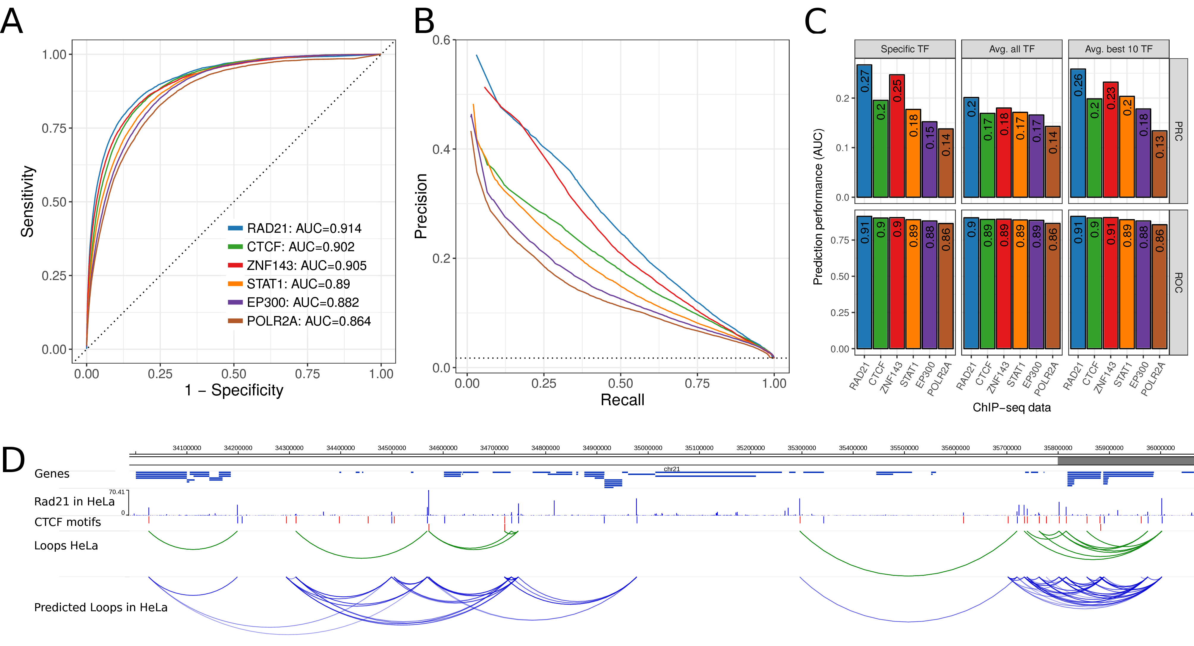 Prediction performance in HeLa cells using 7C trained in GM12878 cells. (A) ROC curve of prediction performance of six selected TF ChIP-seq data sets. The 7C model was trained using ChIP-seq and true loop data in human GM1287 but loops were predicted using ChIP-seq data of the same TFs in HeLa cells and true loop data in HeLa cells. (B) Precision-Recall curves for the same analysis as in (A). (C) Prediction performance as auPRC (top) and auROC (bottom) in HeLa for the six TF ChIP-seq data sets (x-axis) and 7C models trained for the specific TF (left), 7C with parameters averaged across all 124 TF models (center), and 7C with parameters as average of the 10 best performing TF ChIP-seq data sets (right). (D) Example region on human chromosome 21 with genes, RAD21 ChIP-seq data in HeLa, CTCF motifs, true loops in HeLa cells according to Hi-C and ChIA-PET (green arcs) and predicted chromatin loops from RAD21 ChIP-seq data in HeLa (blue arcs).