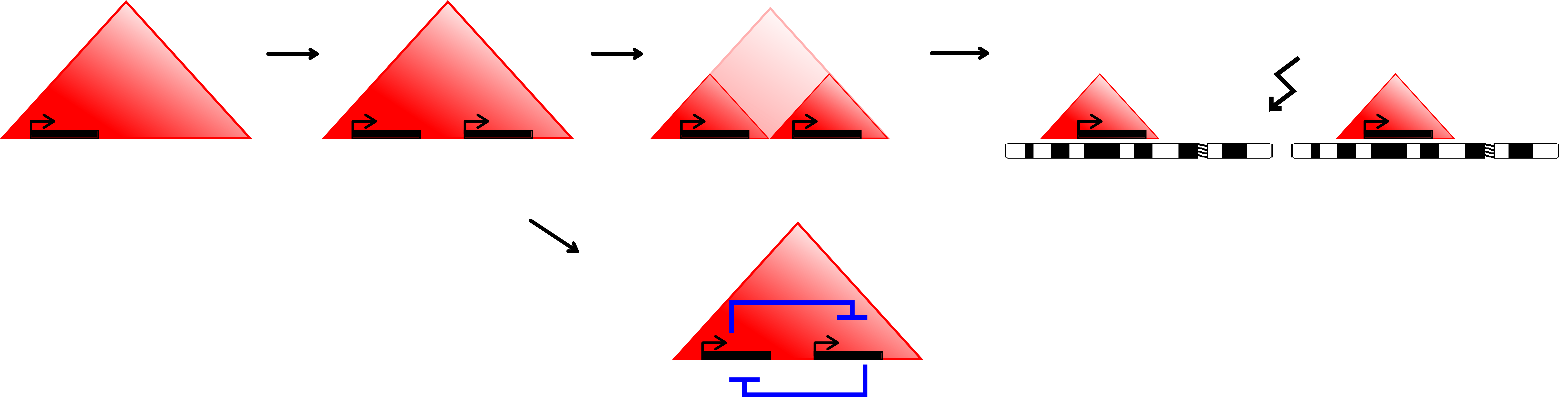 Model of paralog gene creation in TADs and evolving regulatory context and TADs over time. Tandem-duplication accounts for the creation of most paralogs. Duplication within a TAD allows the new copy of the gene to be regulated by the same environment (top left). Over evolutionary time, the interactions pattern and regulatory input might change to allow for more independent expression regulation (top center). Evolutionary rearrangements might even relocate the genes to different chromosomes (top right). Alternatively, the two copies might stay in the same TAD to enable them to be coordinately regulated (bottom).