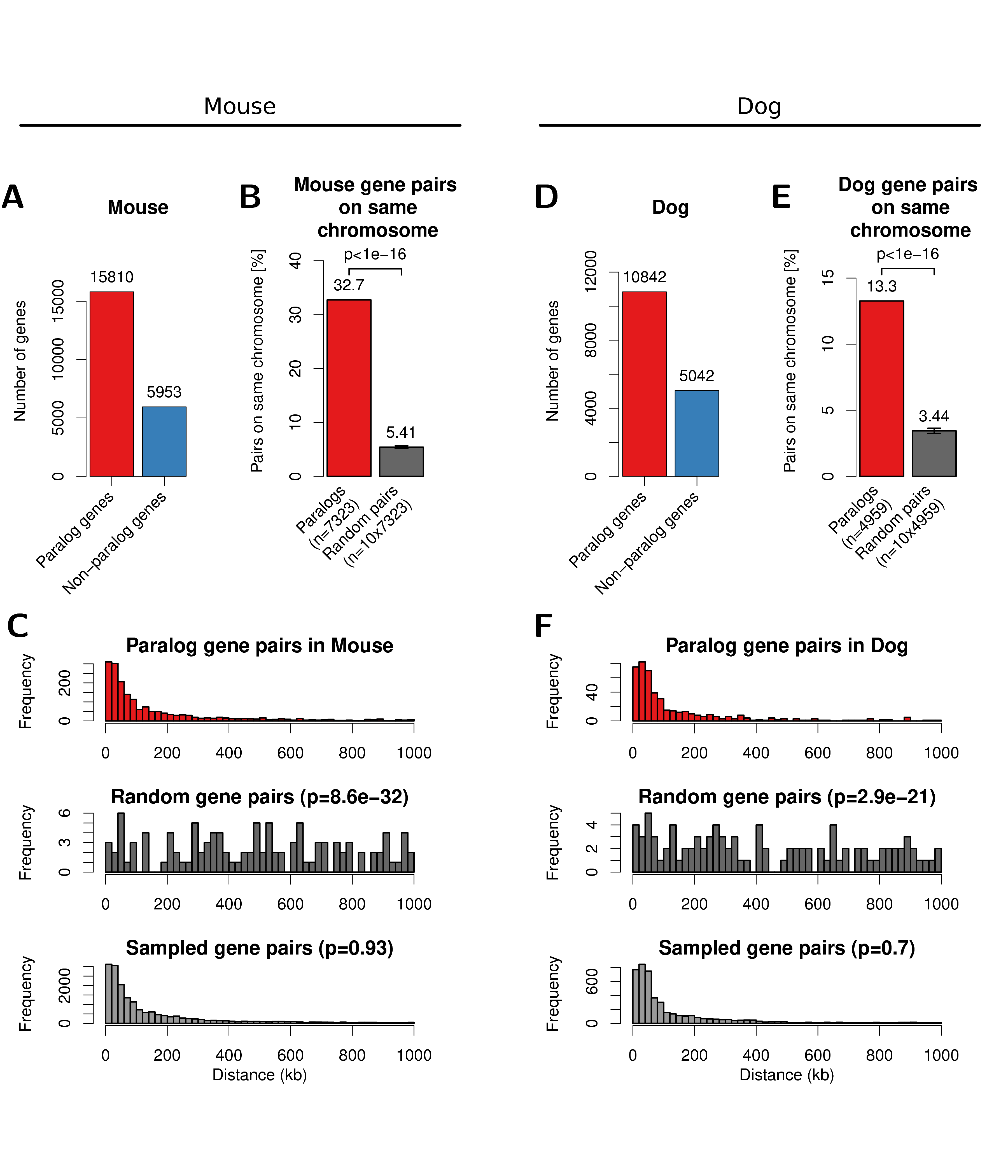 Paralog gene pairs in mouse (left) and dog (right) genome cluster on chromosome within short genomic distances. (A) Number of genes with paralogs (red) and without (blue) in mouse genomes. (B) Percent of filtered mouse paralog pairs on the same chromosome (red) and random gene pairs on the same chromosome (dark grey). Error-bars indicate standard deviation of 10 times replicated randomizations. (C) Distribution of linear genomic distances between mouse gene pairs for filtered paralog genes (top, red), random genes (center, dark grey) and sampled gene pairs (bottom, grey). (D, E, F) show the same data for the dog genome as figures A, B, C, respectively.