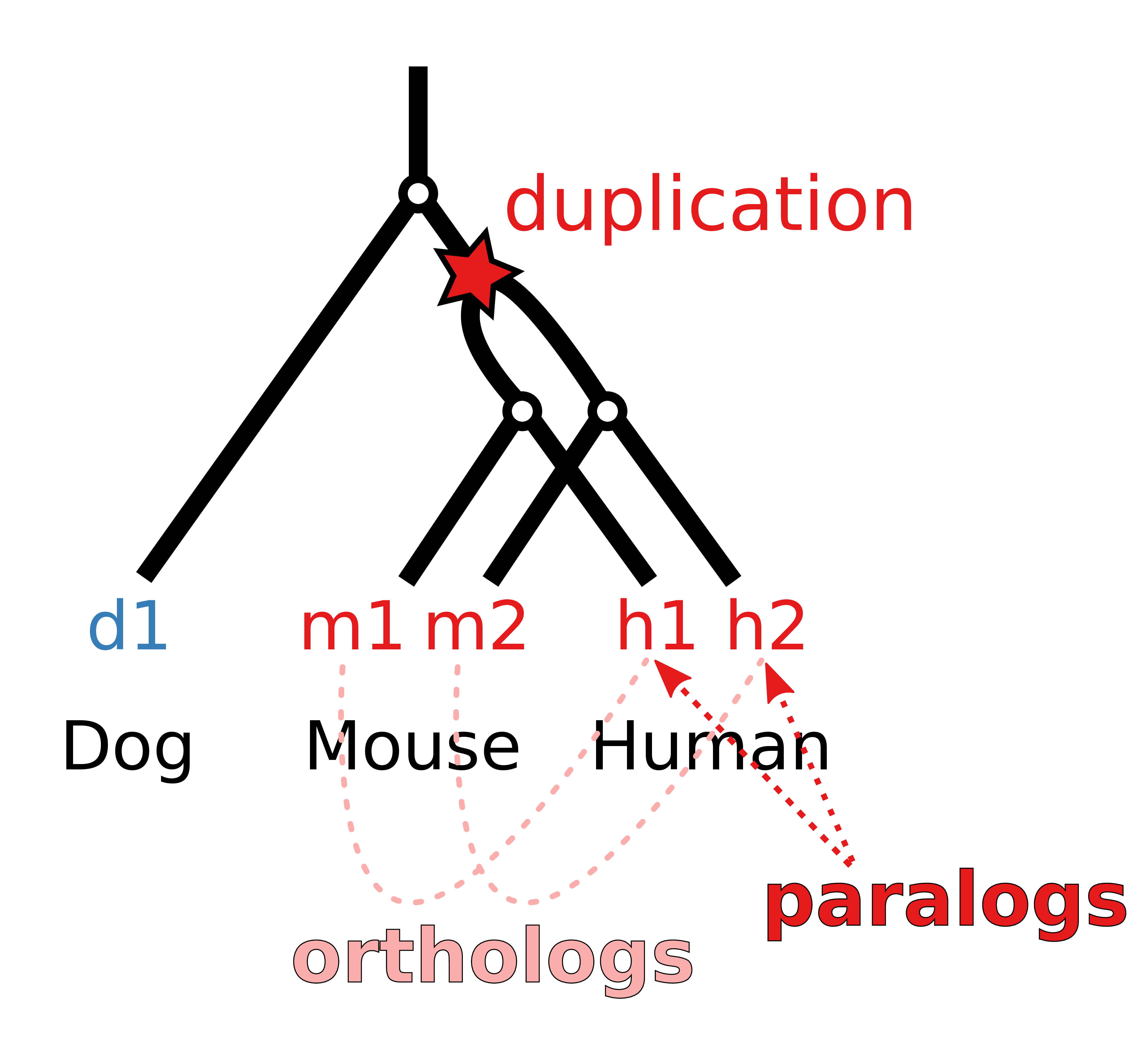 Phylogenetic gene tree model of a gene that is duplicated before the separation of mouse and human and consequently leads to two paralogs in mouse and human that are one-to-one orthologs to each other and a single ortholog in the dog genome that cannot be assigned uniquely to a human gene.