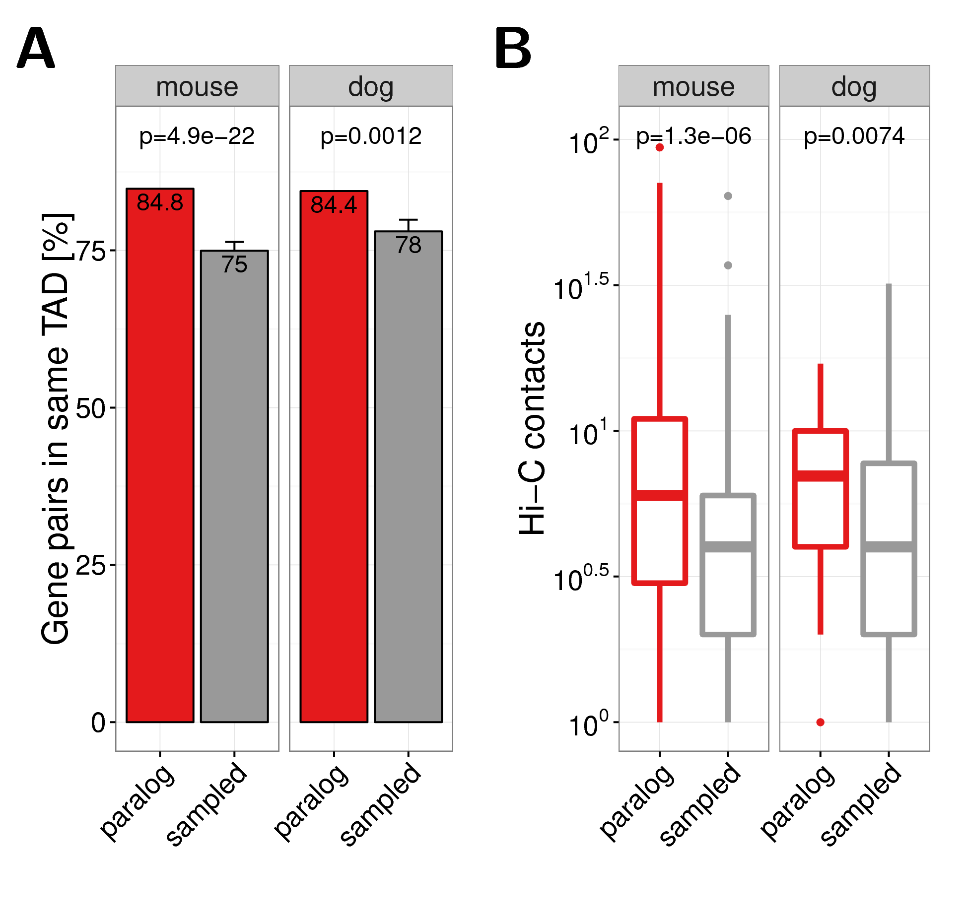 (A) Co-occurrence of close paralog genes with the same TAD in mouse (left panel) and dog (right panel). (B) Hi-C contacts between promoter of distal gene pairs in Hi-C experiments in liver cells from mouse (left panel) and dog (right panel). Hi-C data and TAD calls were taken from (Vietri Rudan et al. 2015).