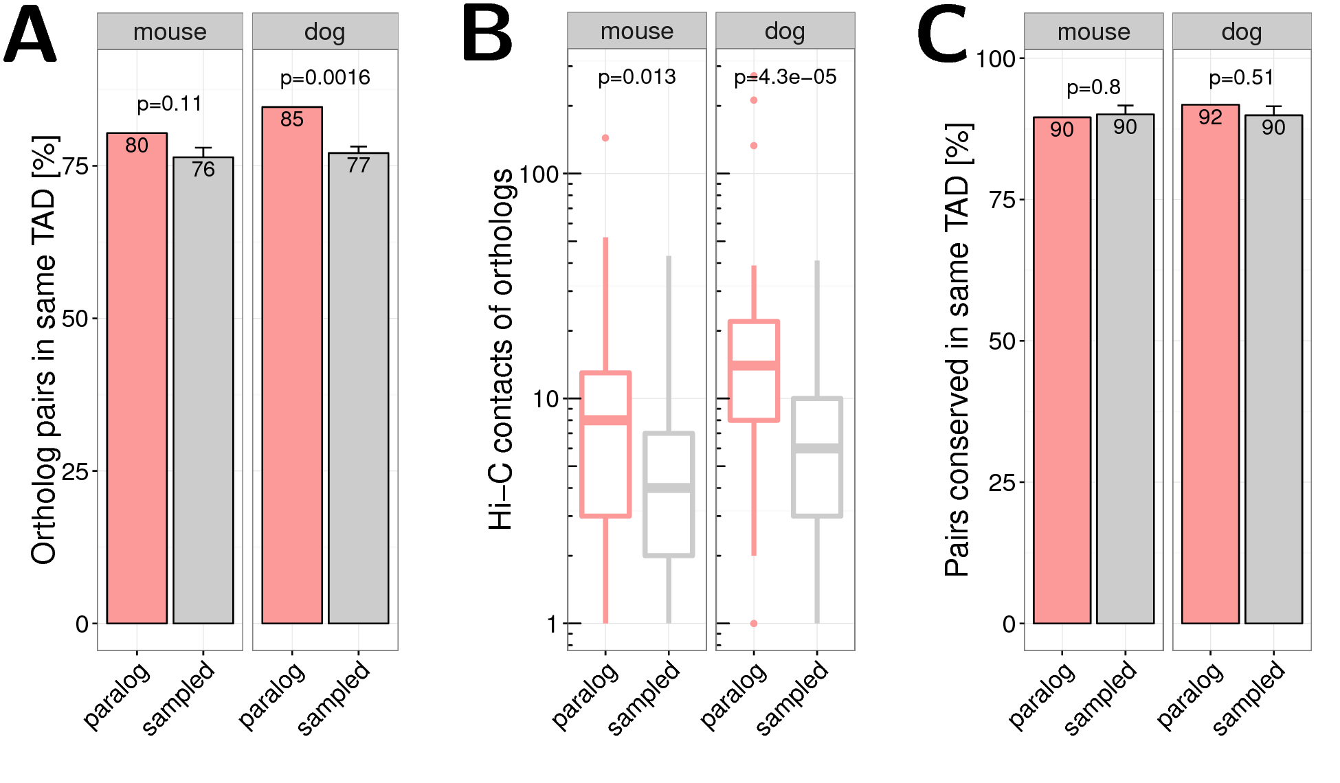 ** One-to-one orthologs of human paralog genes in mouse and dog genome.** (A) Percent of mouse (left) and dog (right) orthologs of human paralog pairs that are in the same TAD in the mouse and dog genome, respectively. (B) Normalized Hi-C contacts between promoters of one-to-one orthologs of human distal paralogs in the mouse (left) and dog (right) genome. (C) Percent of gene pairs with conserved co-localization. Orthologs in the same TAD in mouse (left) and dog (right) as percent of all orthologs of human paralog pairs that are in the same TAD in human. For human TADs from IMR90 cells from (Rao et al. 2014) were used.