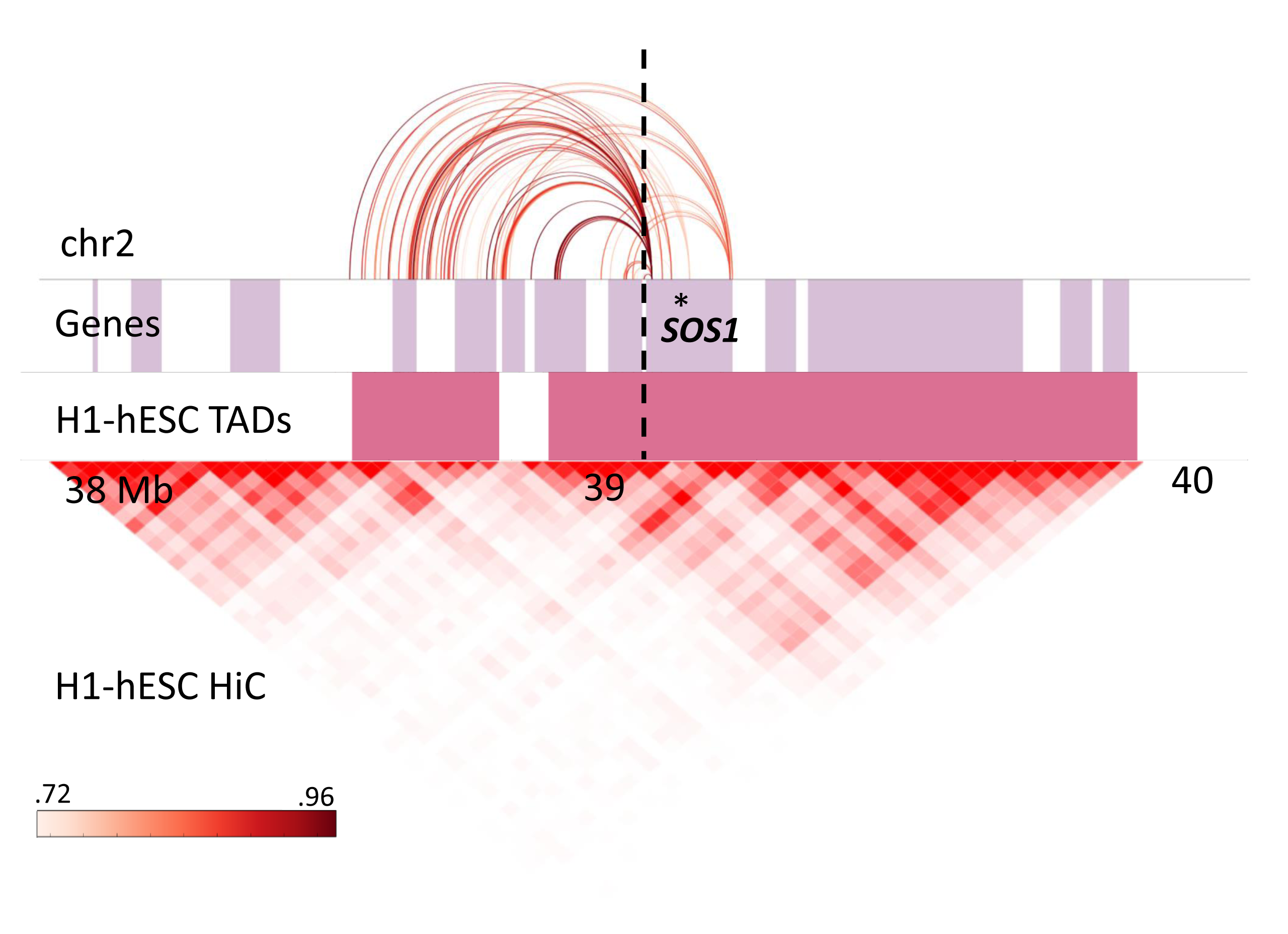 Disrupted enhancer-promoter DHS interactions predicted for SOS1 (gene position indicated by asterisk). The color graded rectangle represents the correlation values for the interactions as reported by ENCODE. The dashed line indicates the translocation breakpoint position in chromosome 2. Lilac colored rectangles represent genes, and pink rectangles show TAD positions annotated in H1-hESC.